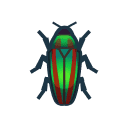 Jewel Beetle