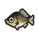 Crucian Carp