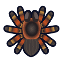 Tarantula